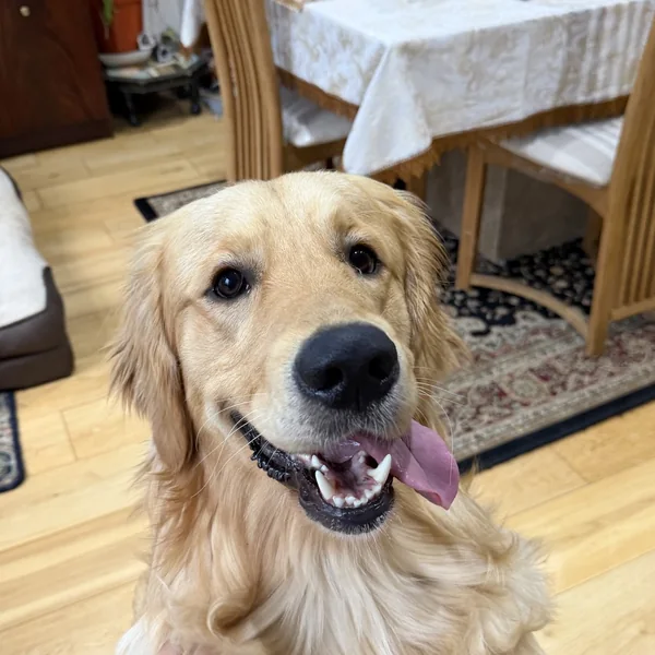 Albus the golden retriever, smiling